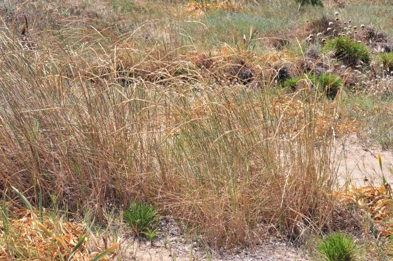 Ammophila arenaria? no, Elymus farctus